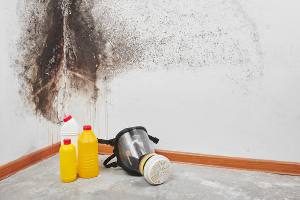 Trusted Norwood, OK Mold Remediation Experts