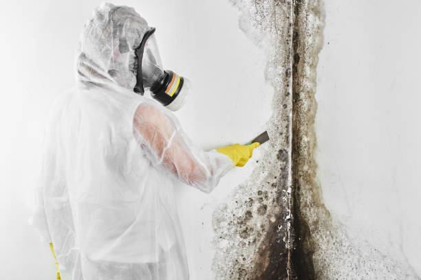 Best Bathroom Mold Remediation in Norwood, OK