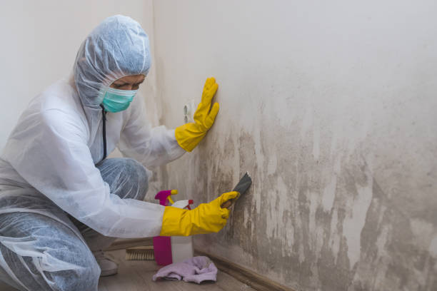 Best Localized Mold Remediation (e.g., coastal areas, humid climates) in Norwood, OK
