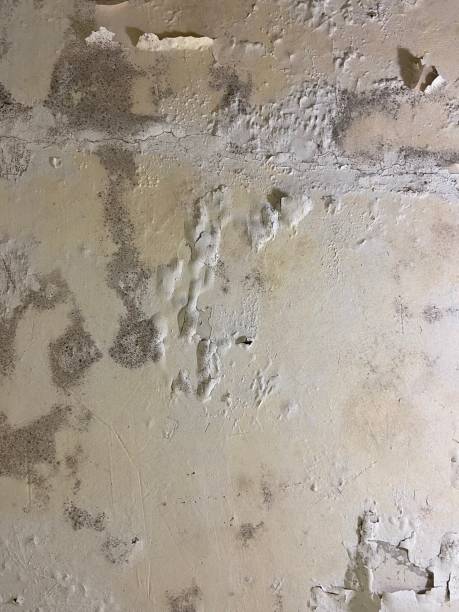 Best HVAC Mold Remediation in Norwood, OK