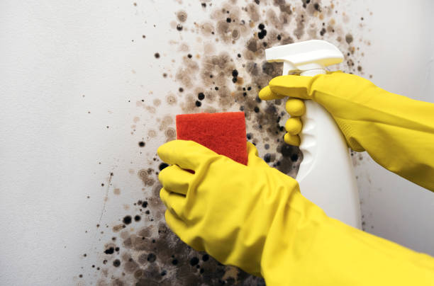 Best Kitchen Mold Remediation in Norwood, OK