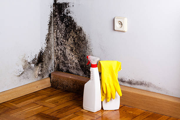 Best Residential Mold Remediation in Norwood, OK