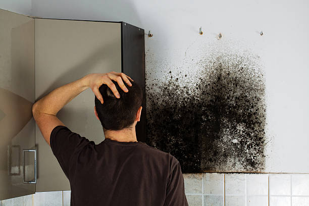 Best Black Mold Remediation in Norwood, OK